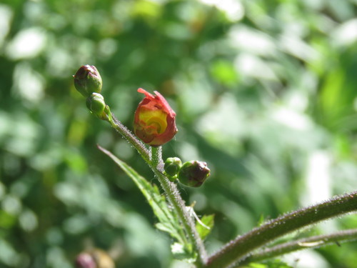 iNaturalist observation photo of California beeplant
