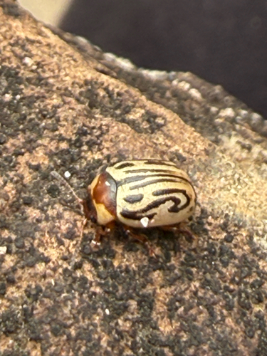 Parthenium beetle