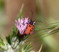 Anastrangalia laetifica