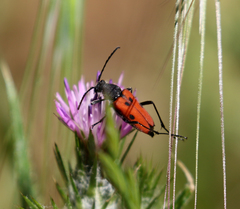 Anastrangalia laetifica