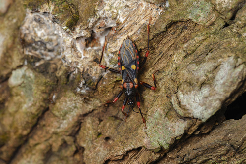 Acanthaspis geniculata