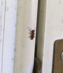 Psenocerus supernotatus