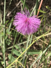 Mimosa strigillosa