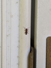 Psenocerus supernotatus