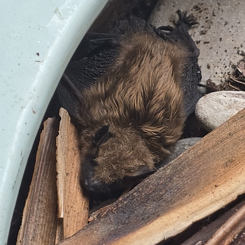 Big Brown Bat observed by herpsandinverts