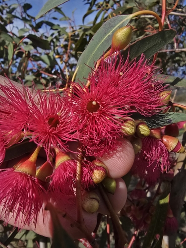 Yellow gum