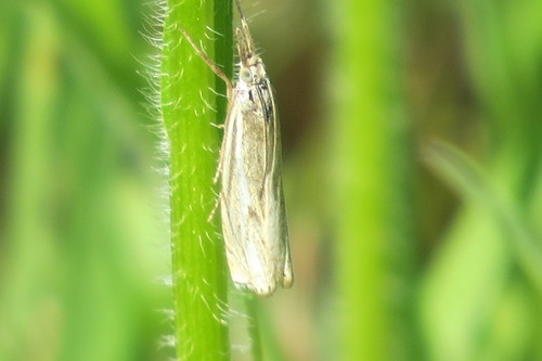 Hook-streaked Grass-veneer photo 5