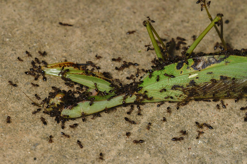 Formosan Giant Mantis