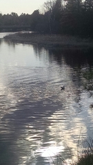 Larus argentatus smithsonianus