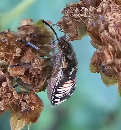 iNaturalist observation photo of Thyanta