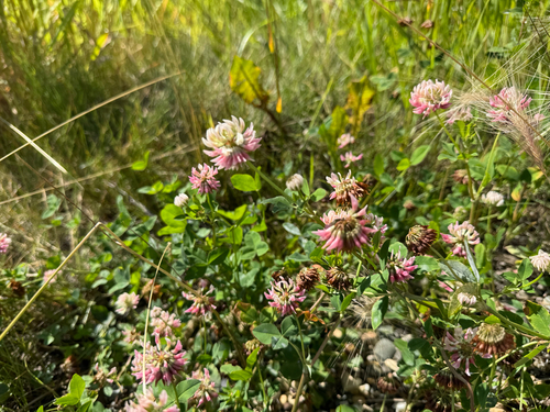 Alsike clover