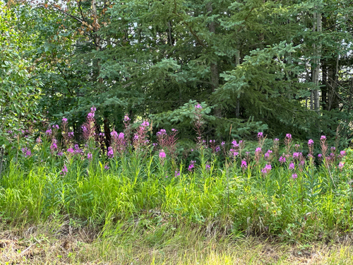 fireweed