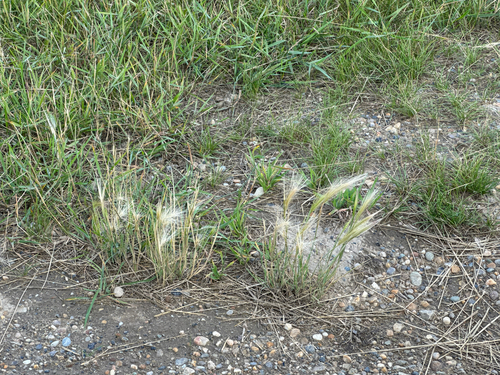 Foxtail Barley
