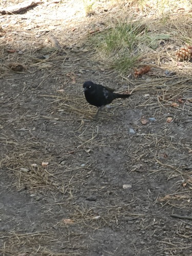 iNaturalist observation photo of Brewer's Blackbird