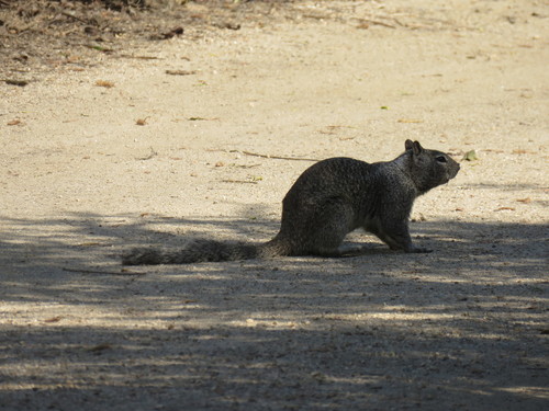 iNaturalist observation photo of California Ground Squirrel