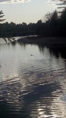 Larus argentatus smithsonianus