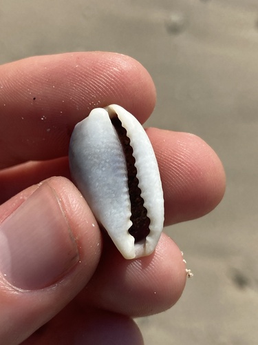 Cypraea cylindrica observed 2026-08-12