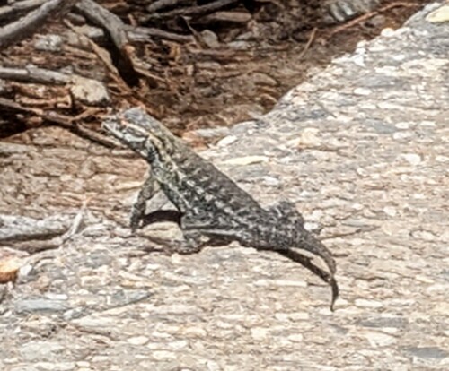iNaturalist observation photo of Western Fence Lizard