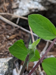 Lathyrus ochroleucus