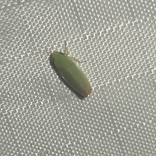 Memnonia, 2026-08-11