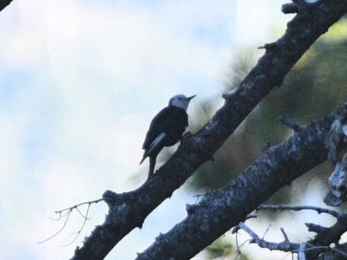 iNaturalist observation photo of White-headed Woodpecker