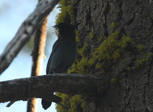 iNaturalist observation photo of Steller's Jay