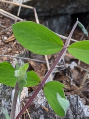 Lathyrus ochroleucus