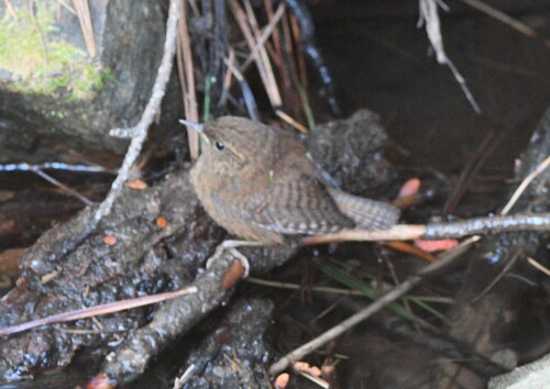 iNaturalist observation photo of Pacific Wren