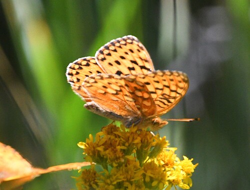 iNaturalist observation photo of Greater Fritillaries