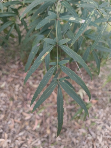 Polyscias sambucifolia, photograph 5