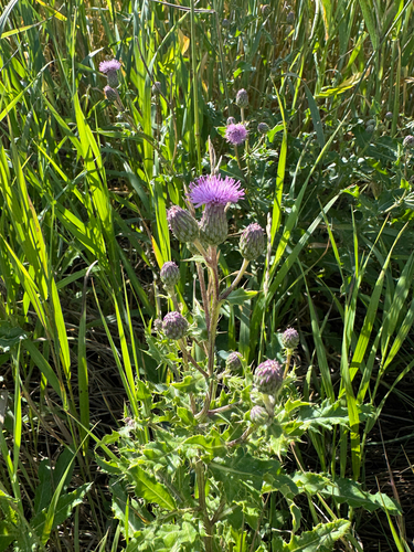 creeping thistle