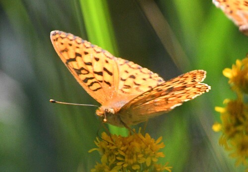 iNaturalist observation photo of Greater Fritillaries