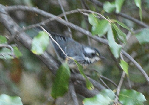 iNaturalist observation photo of Black-throated Gray Warbler