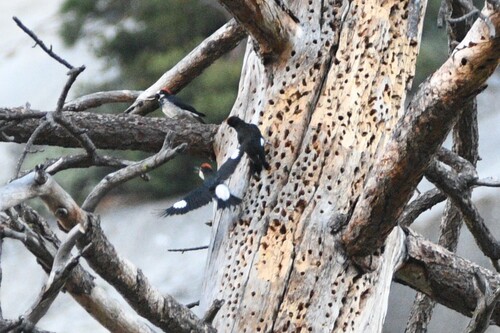 iNaturalist observation photo of Acorn Woodpecker