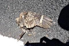 Nyctidromus albicollis