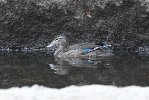 iNaturalist observation photo of Wood Duck