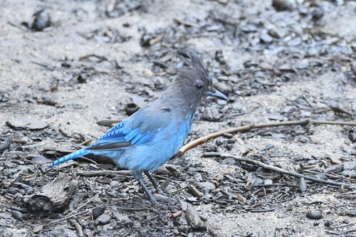 iNaturalist observation photo of Steller's Jay