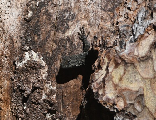 iNaturalist observation photo of Western Fence Lizard