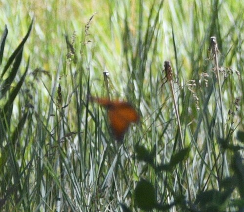 iNaturalist observation photo of Monarch