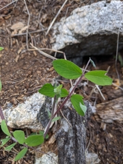 Lathyrus ochroleucus