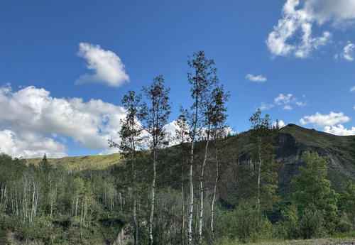 quaking aspen