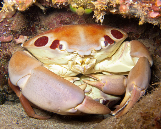Carpilius