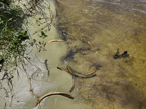 Florida Manatee observed by larvalfishguy