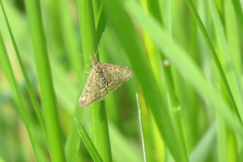 Straw-barred Pearl photo 5
