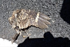 Nyctidromus albicollis