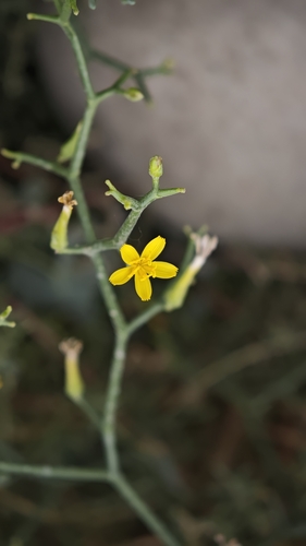 Launaea polydichotoma