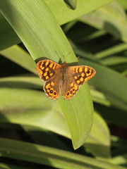 Pararge aegeria