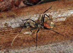 Camponotus rapax