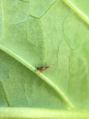 Trioza brevigenae