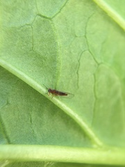 Trioza brevigenae